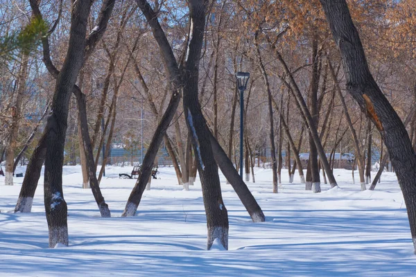 겨울에 눈 속 공원에 있는 다양 한 나무들 — 스톡 사진