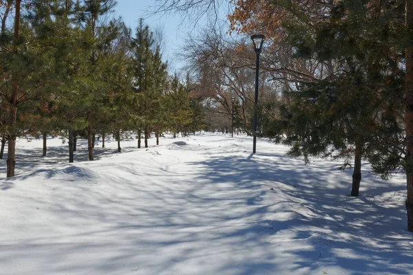 겨울에는 공원으로 가는 길 과 눈 속의 나무들 — 스톡 사진