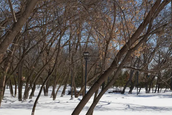Il y a beaucoup d'arbres dans la neige dans le parc — Photo