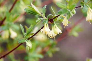 Çan şeklinde çiçek açan ilginç çalılar.