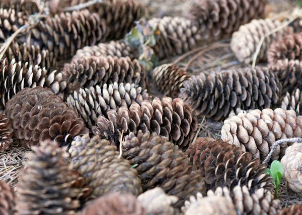 Крупним планом коричневі ялинкові шишки, що лежать на землі — стокове фото