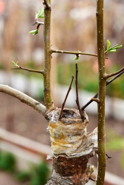 Dalları bir elma ağacının gövdesine naklediyor.