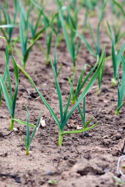 Genç yeşil çimenler kahverengi zeminde yakın plan