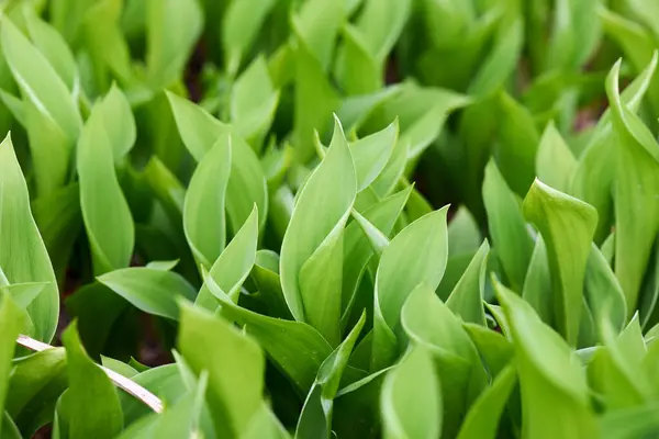 초록빛 튤립 잎 한 송이 — 스톡 사진