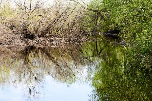 Вирощене водойму в парку — стокове фото