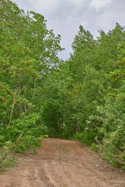 Yeşil orman bulutlu gökyüzünde kumlu yol