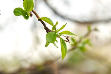 young branch of apple tree in spring blooms