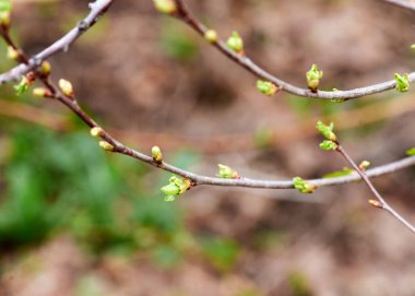 the buds of a young tree in spring the beginning of flowering
