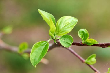 green young cherry leaves in the garden
