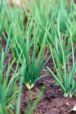 onion stalks closeup greens on the ground