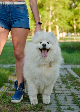 Mutlu beyaz köpek mavi şortlu bir kız tarafından tutuluyor.