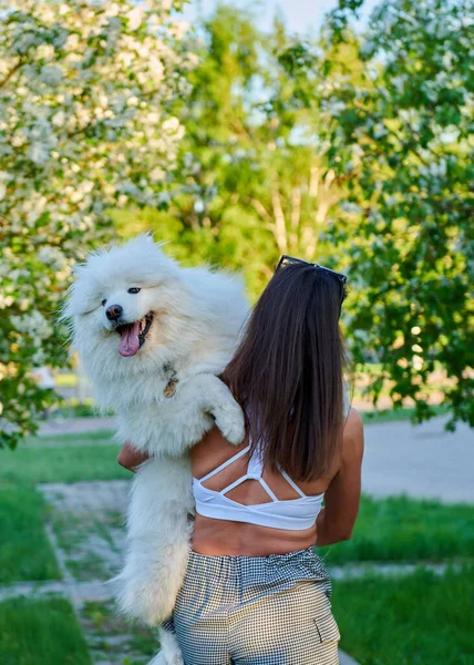 Fluffy white dog in the arms of a lady — Stock Photo, Image