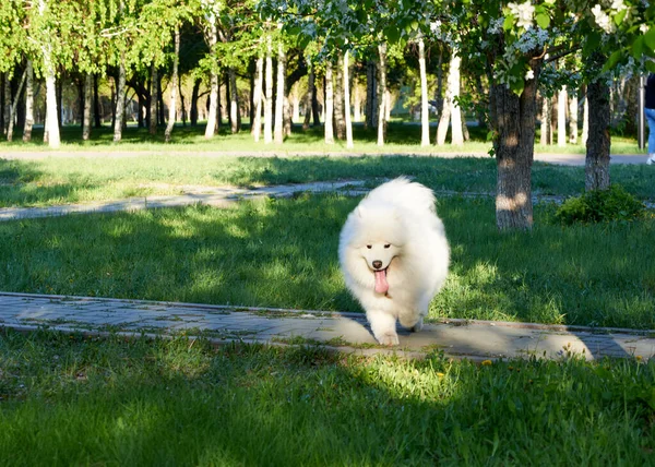 Courir et jouer au chien blanc dans le parc — Photo