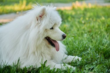 Beyaz köpek yeşil çimlerde yatıyor.