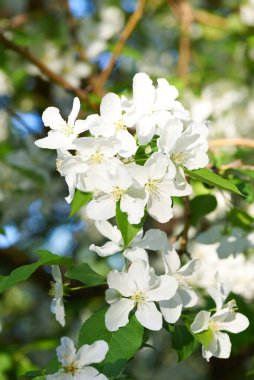 Yeşil yapraklı, kabarık beyaz çiçekler.