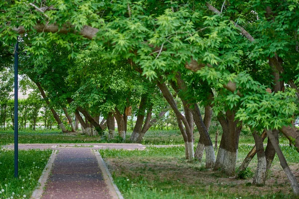 Green trees and path in the park — Stock Photo, Image