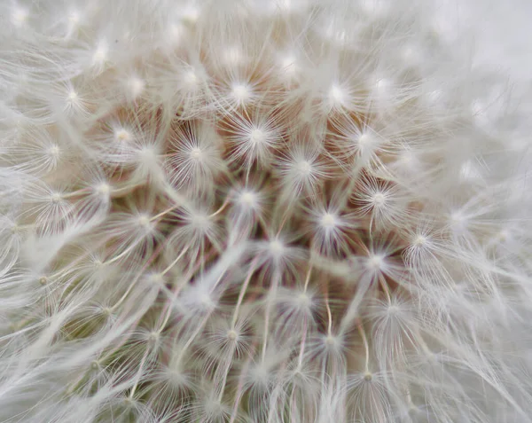 Zrna rostoucí bílá pampeliška v přírodě close-up — Stock fotografie