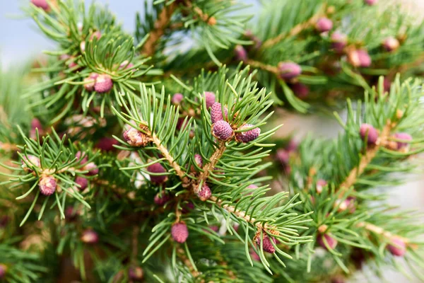 Nahaufnahme grüner Nadeln an einem braunen Fichtenzweig — Stockfoto