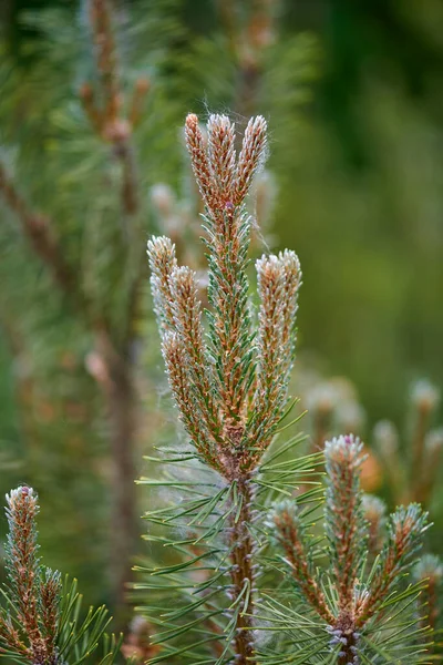 Richtung Himmel junger grüner Zweig von Weihnachtsbaum und Kiefer — Stockfoto