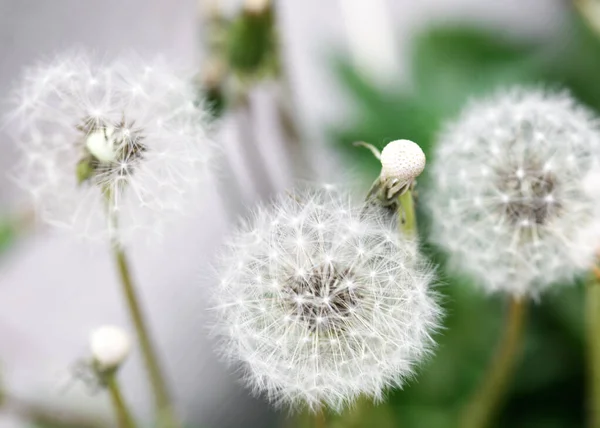 Branco dandelion flor no fundo grama verde — Fotografia de Stock