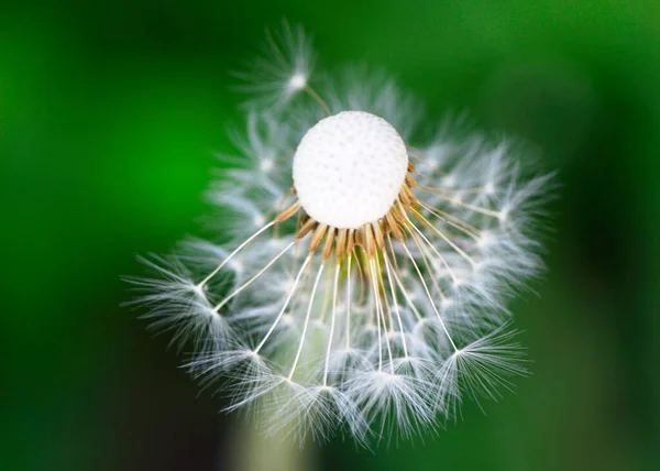 Fleur de pissenlit sur le fond d'herbe verte — Photo