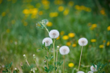 Doğada büyüyen birkaç beyaz karahindiba...
