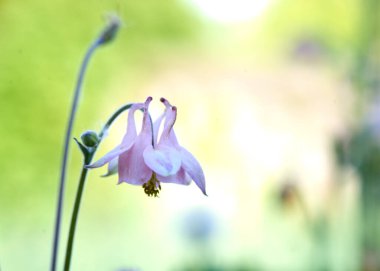 Küçük çan leylağı çok güzel tek başına büyüyor.