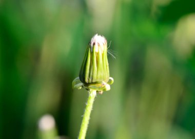beyaz karahindiba büyük beyaz doğada yetişir.