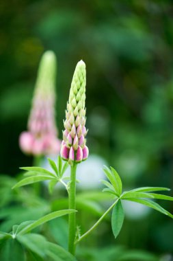 Kırsalda güzel lupin çiçekleri yetişir.