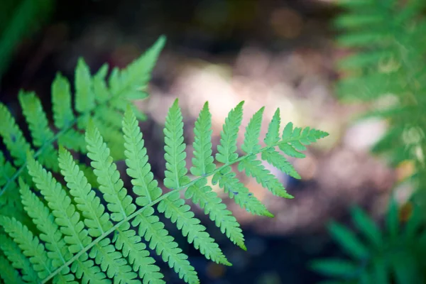 明るい緑の葉は自然の中で成長し — ストック写真
