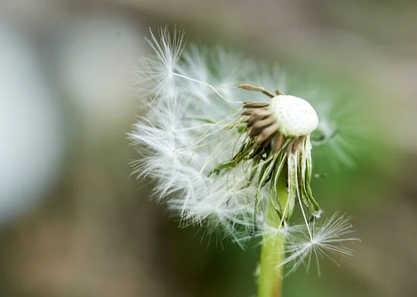 Weißer Löwenzahn großer Blanc wächst in der Natur — Stockfoto