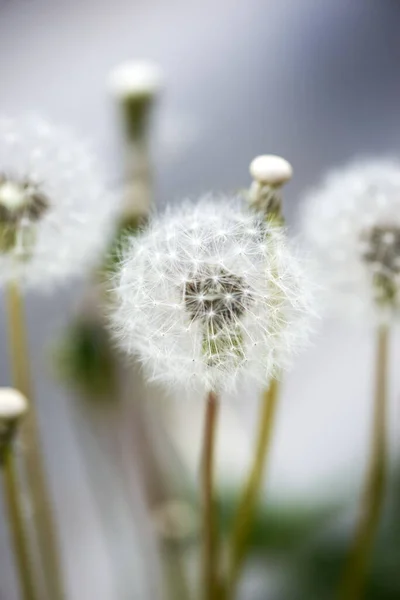 Witte paardebloem grote blanc groeit in de natuur — Stockfoto