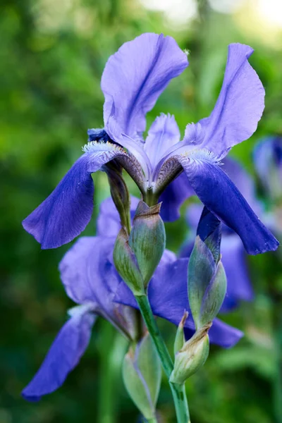 Flor de íris azul é muito bonito cresce na natureza — Fotografia de Stock