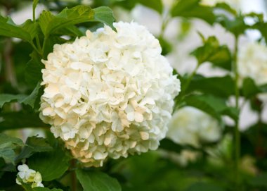 Viburnum buldenezh çiçeği beyaz doğada çok güzel yetişir.