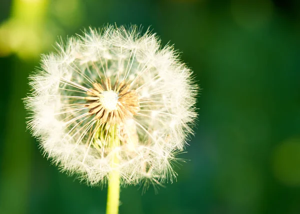 Branco dandelion flor no fundo grama verde — Fotografia de Stock