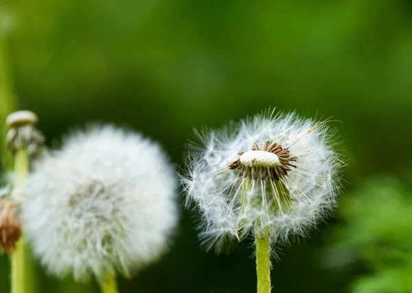 Weißer Löwenzahn großer Blanc wächst in der Natur — Stockfoto