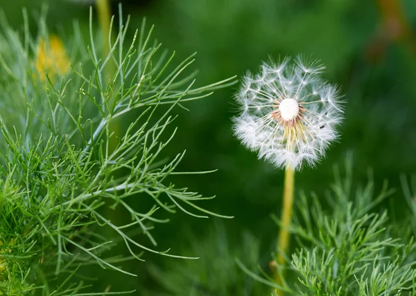 Weißer Löwenzahn großer Blanc wächst in der Natur — Stockfoto