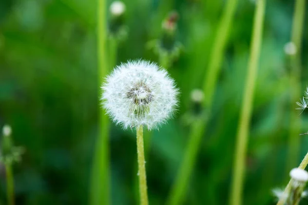 Weißer Löwenzahn großer Blanc wächst in der Natur — Stockfoto