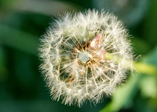 Weißer Löwenzahn großer Blanc wächst in der Natur — Stockfoto