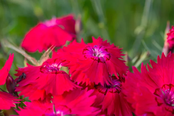 Muchas flores de acianos rojos crecen en el césped — Foto de Stock