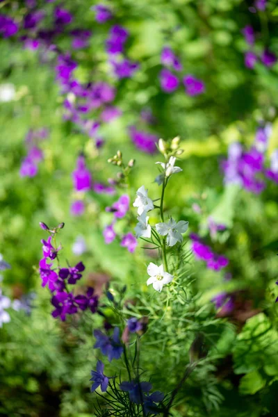 Malé šeříkové květy rostou na venkově — Stock fotografie