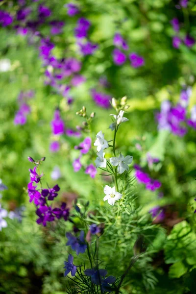 Kleine lila bloemen groeien in het land — Stockfoto