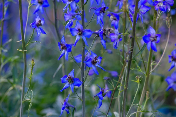 Muitas flores bonitas azuis crescem no gramado — Fotografia de Stock