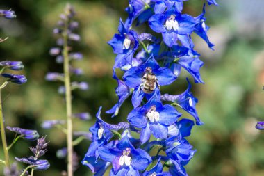 Delphinium çimlerde açan çok güzel bir çiçektir.