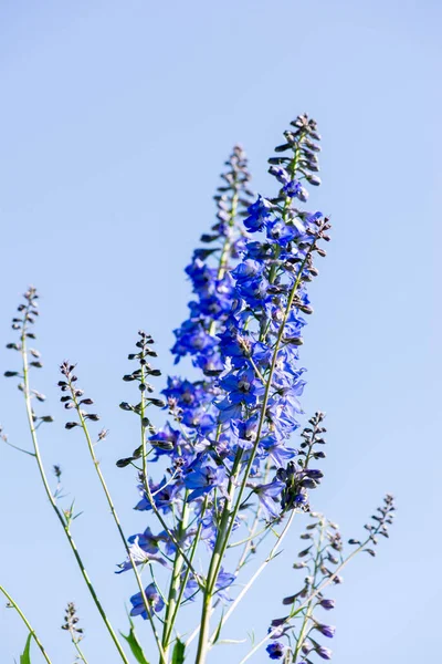 Росток синего цветка, как колокола — стоковое фото