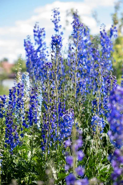 デルフィニウムは芝生の上に咲くとても美しい花です — ストック写真