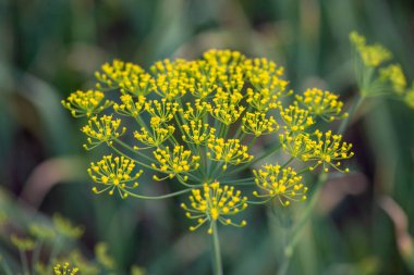 Yeşil soğanın şemsiyesi çok güzeldir.