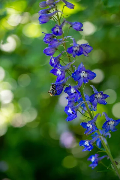 Piękny kwiat delphinium rośnie na trawniku — Zdjęcie stockowe