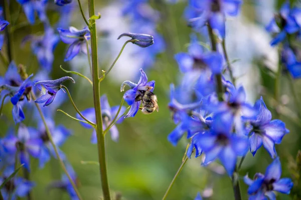 Flores azuis tão altas como pequenos sinos — Fotografia de Stock
