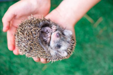 Serin kirpi avuçlarında bir topun içinde kıvrılmış